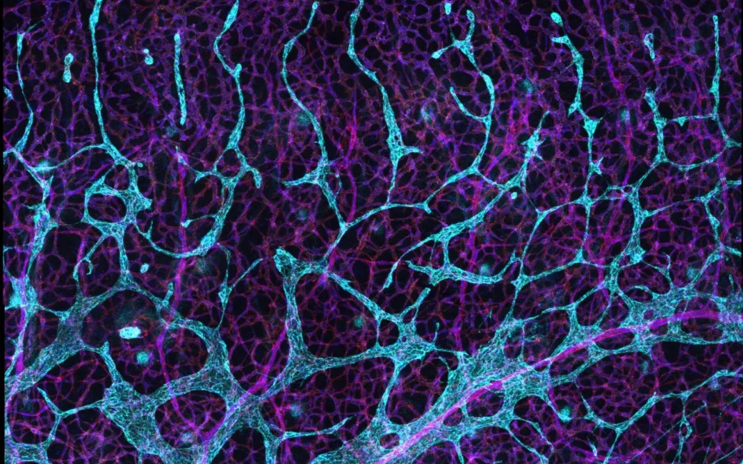 IMMENs – a new Centre of Excellence in lymphatic-mediated immune regulation